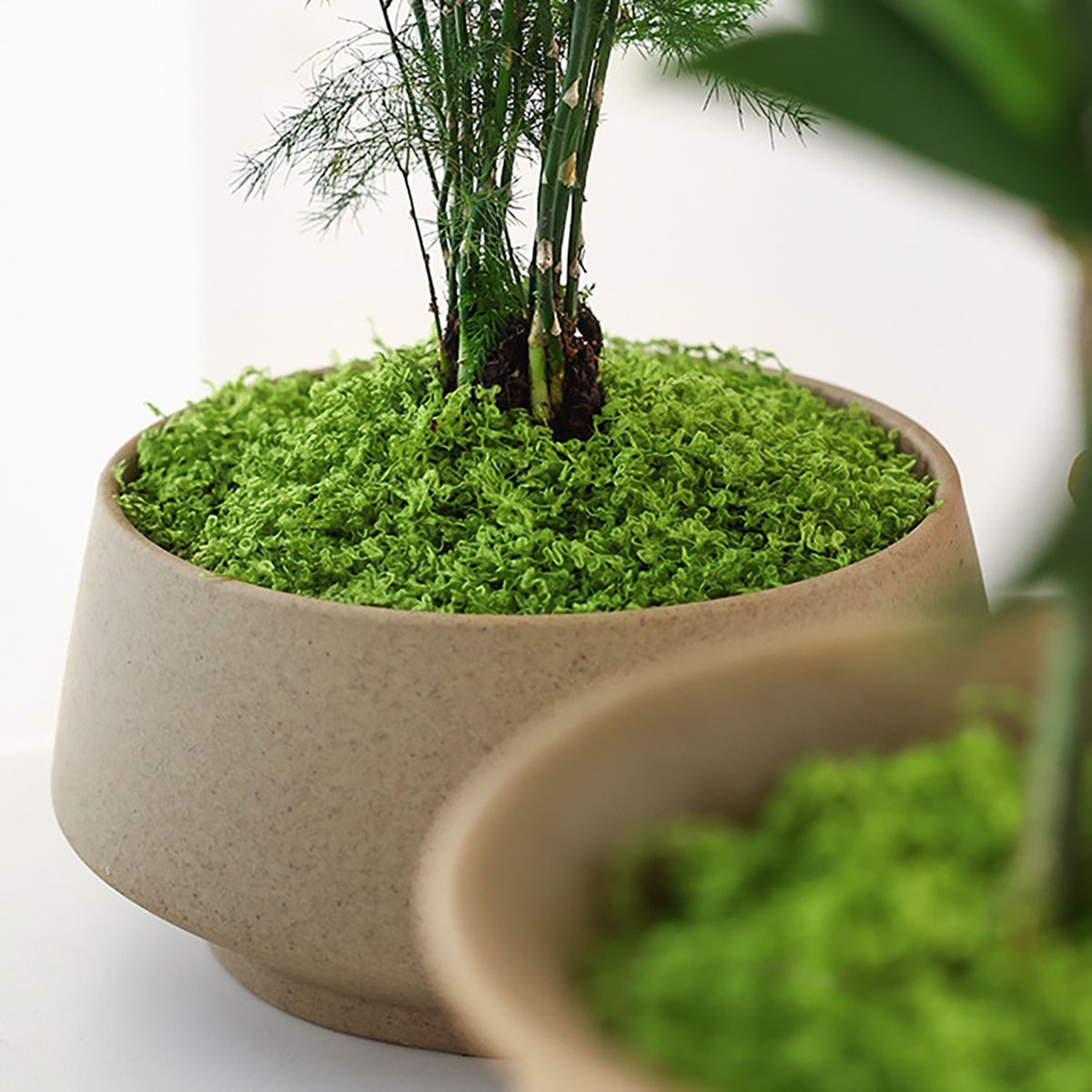 Ungefähr 20 g künstliche grüne – Home Decor Handicraft Bewertung und Preis